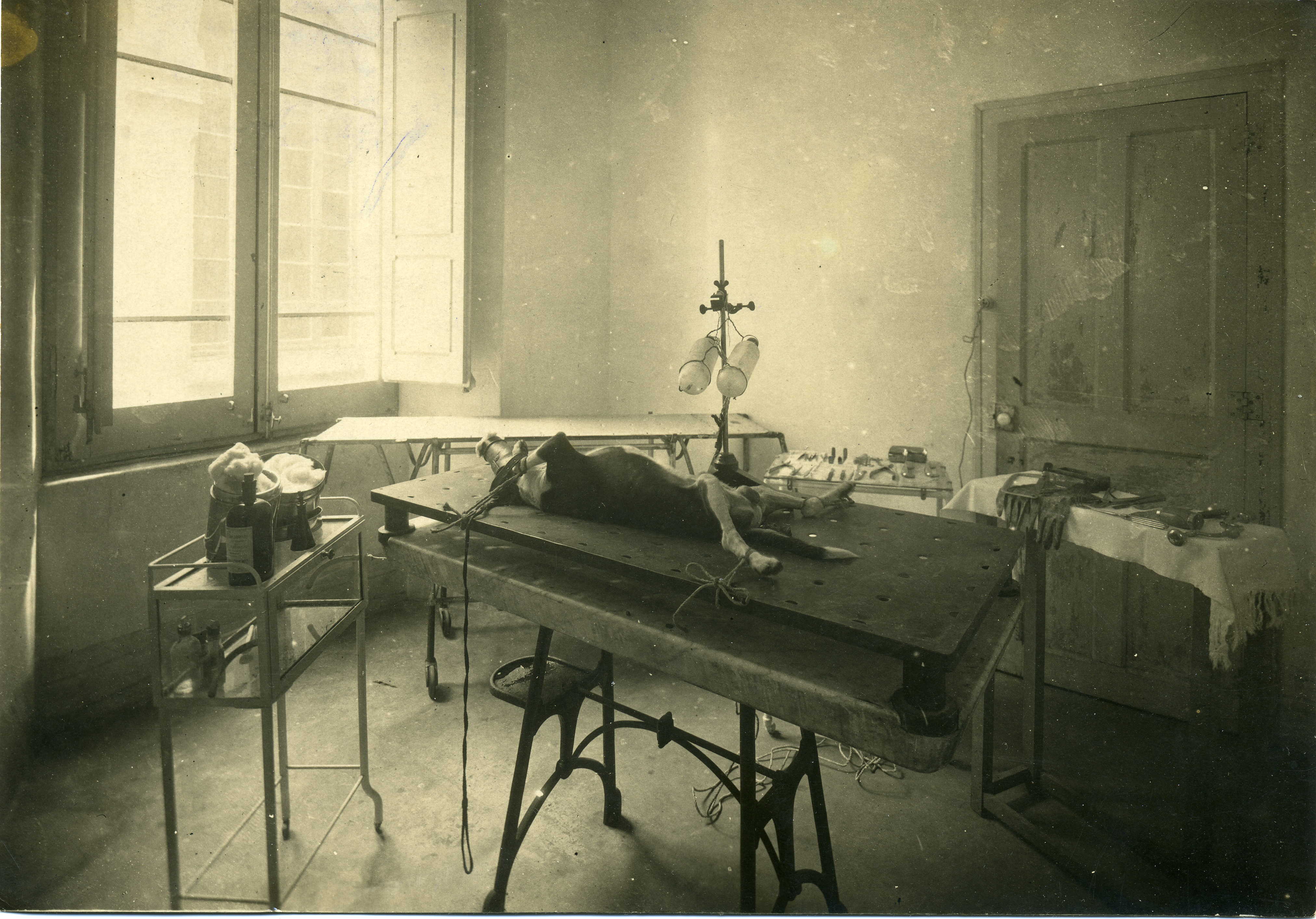 Experimentació amb un gos a l’Institut de Fisiologia de Barcelona, ca. 1930.